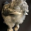 Taxidermy half chicken