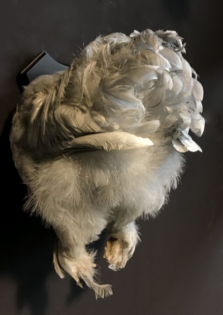 Taxidermy half chicken