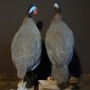 Taxidermy Guinea fowl