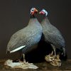 Taxidermy back part of a goose