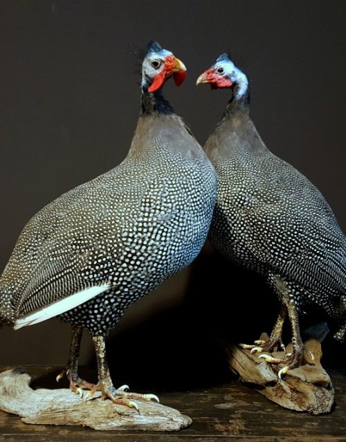 Taxidermy Guinea fowl