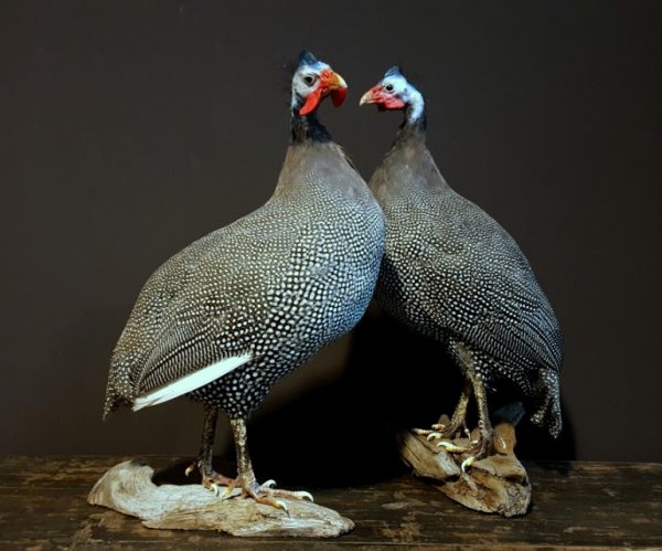 Taxidermy Guinea fowl