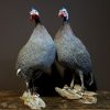 Taxidermy Guinea fowl