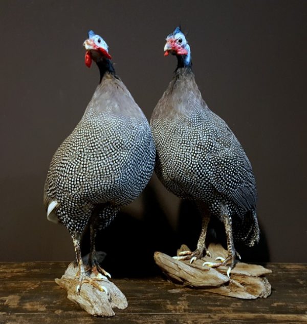 Taxidermy Guinea fowl