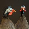 Taxidermy Guinea fowl