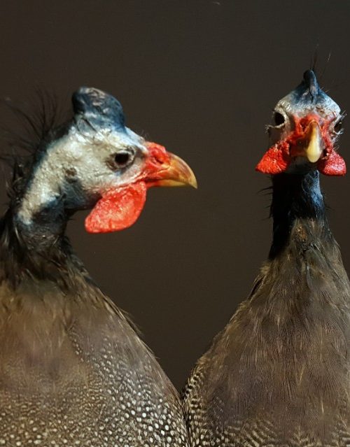 Taxidermy Guinea fowl