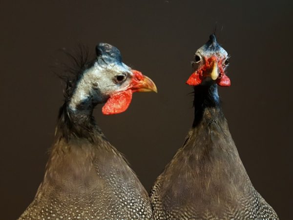 Taxidermy Guinea fowl