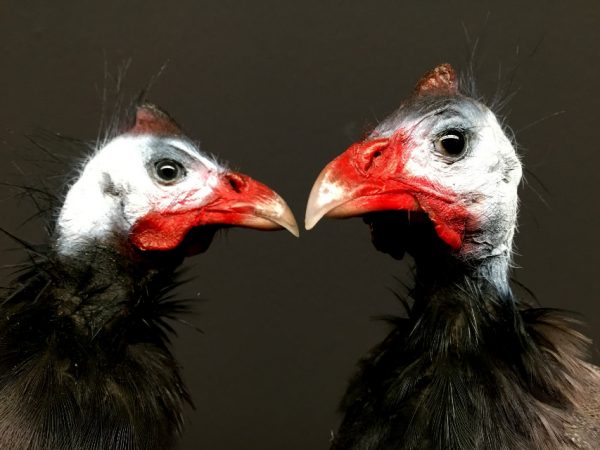 Kürzlich preparierter Perlhuhn