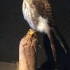 Recently made stuffed American falcon