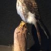 Kürzlich ausgestopfter Amerikanischen Kestrel