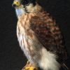 Kürzlich ausgestopfter Amerikanischen Kestrel