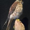 Kürzlich ausgestopfter Amerikanischen Kestrel