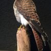 Recently made stuffed American falcon