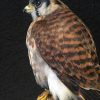 Kürzlich ausgestopfter Amerikanischen Kestrel