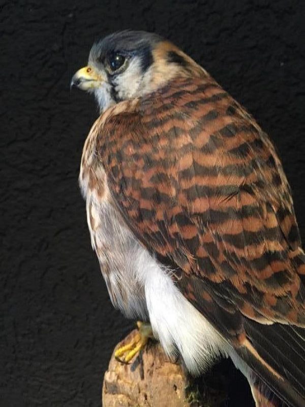 Kürzlich ausgestopfter Amerikanischen Kestrel