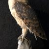 Taxidermy barn owl