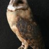 Taxidermy barn owl