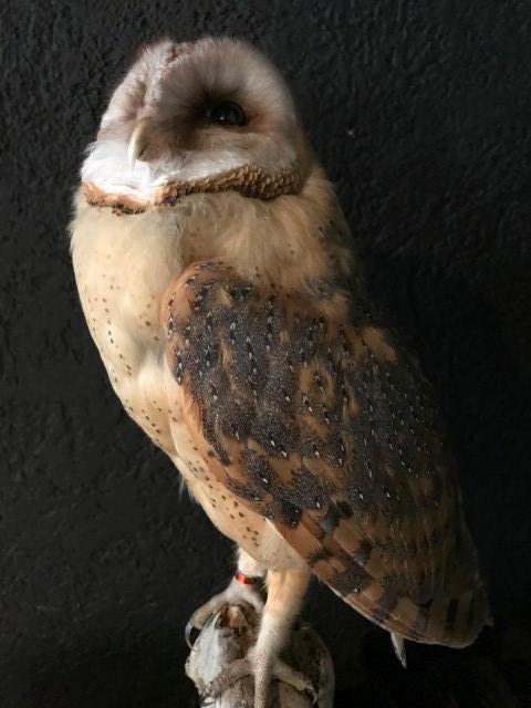 Taxidermy barn owl