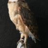 Taxidermy barn owl