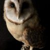 Taxidermy barn owl