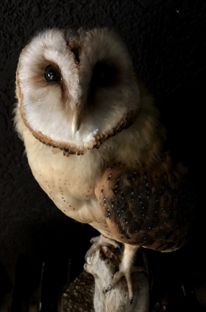 Taxidermy barn owl
