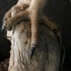 Taxidermy barn owl