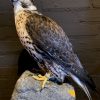 VO 550-H, Kürzlich ausgestopfter Saker Falcon.