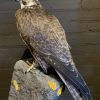 VO 550-H, Kürzlich ausgestopfter Saker Falcon.