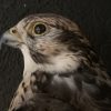 VO 550-H, Recently made taxidermy Saker Falcon