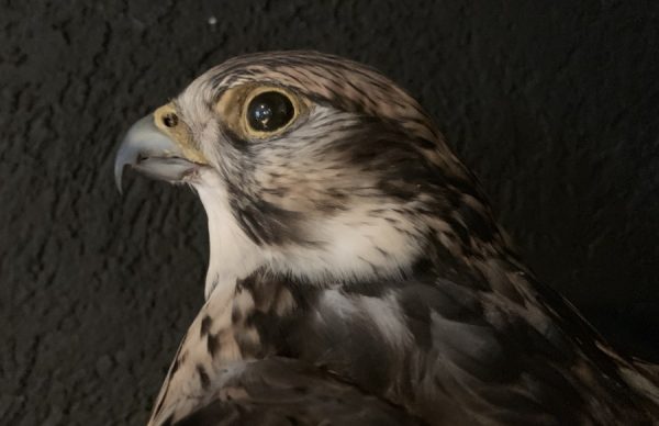 VO 550-H, Kürzlich ausgestopfter Saker Falcon.