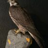 VO 550-H, Kürzlich ausgestopfter Saker Falcon.