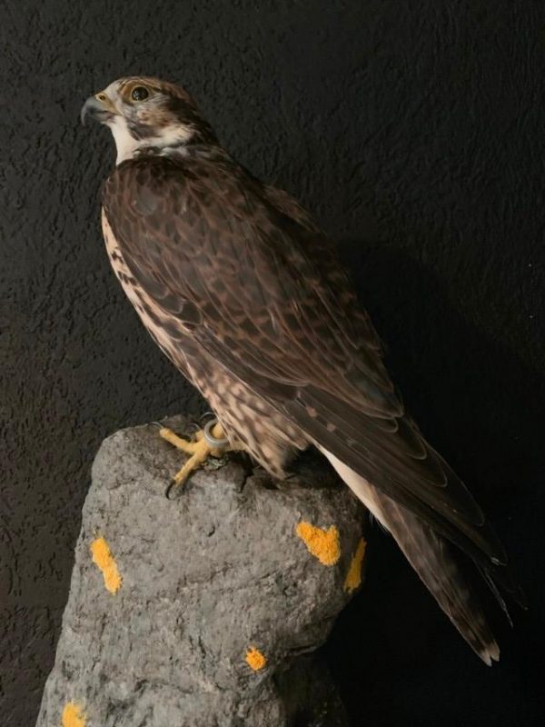 VO 550-H, Recently made taxidermy Saker Falcon