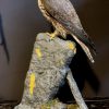 VO 550-H, Recently made taxidermy Saker Falcon