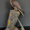 Taxidermy chicken.