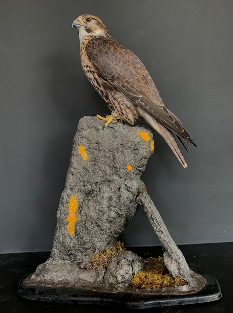 VO 550-H, Recently made taxidermy Saker Falcon