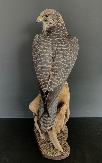 Taxidermy gray Gyrfalcon