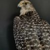 Taxidermy gray Gyrfalcon