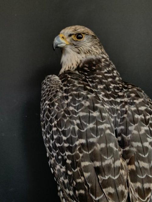 Taxidermy gray Gyrfalcon