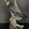 VO 550-H, Recently made taxidermy Saker Falcon