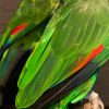 VO 575, Schönen Amazonas-Papagei