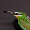 Taxidermy bee-eater