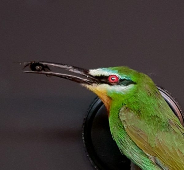 Taxidermy bee-eater