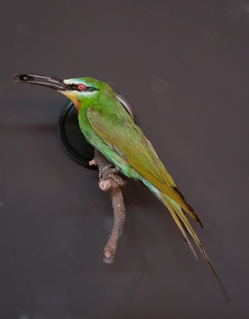 Taxidermy bee-eater