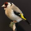 Taxidermy goldfinch on a natural twig