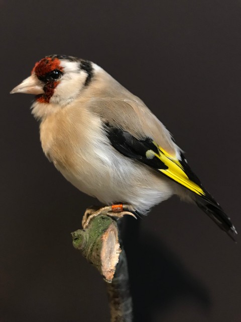 Taxidermy goldfinch on a natural twig