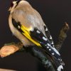 Taxidermy goldfinch on a natural twig