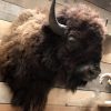 Wall mounted bison head