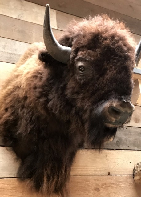 Wall mounted bison head