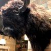 Wall mounted bison head