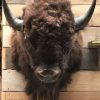 Wall mounted bison head